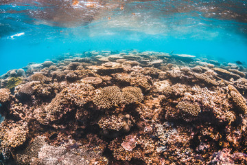 Colorful coral reef in clear blue water