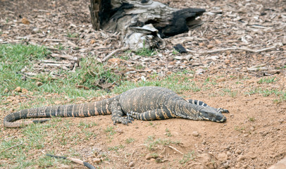 the Rosenberg's monitor is resting in the sun