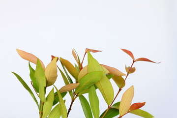 Christina leaves (Syzygium australe), red yellow and orange leaves, on white background.Spring Summer bright garden, There is an empty space on above for add creative text.