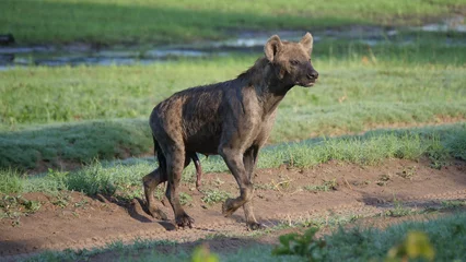 Fotobehang Hyena Gevlekte hyena die rondloopt  © TravelTelly