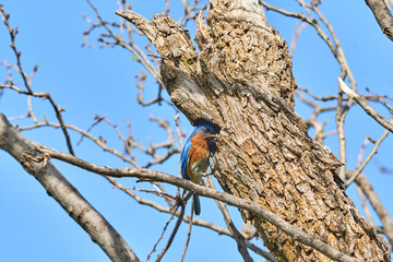 Male Eastern Bluebird (Sialia sialis) in front of nest hole in Texas mesquite tree holding an insect in its beak