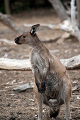 this is a male western grey kangaroo