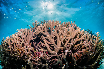 Fototapeta na wymiar Colorful coral reef in clear blue water