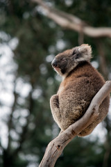 the koala is sitting in the fork of a tree