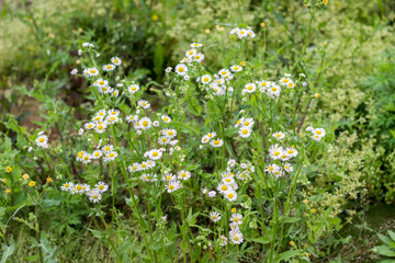 field of daisies