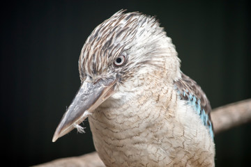 this is a close up of a blue winged kookaburra