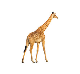 Giraffe walking profile view isolated on white background