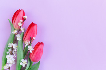 Beautiful pink tulips with blossoming branches of apricot tree on a pastel violet background.