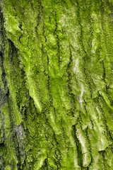 tree bark with green moss and lichen