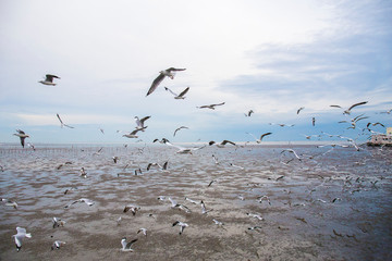 Group of seagull bird are flying.