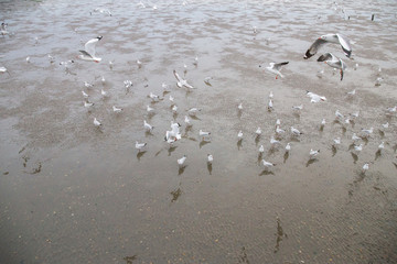 Group of seagull bird are flying.