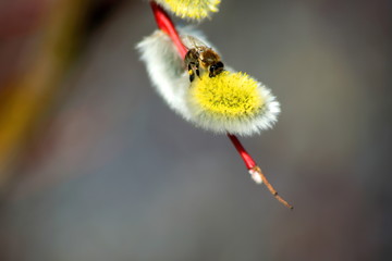 Bees on the branches of a willow. Bees pollinate willow after winter.
