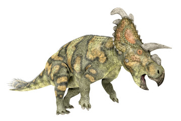 Dinosaurier Albertaceratops, Freisteller