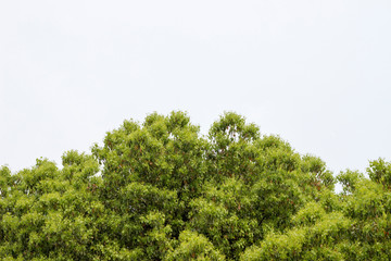 trees in the forest