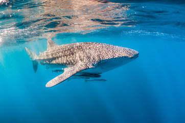 Naklejka premium Whale Shark swimming in the wild, in crystal clear water