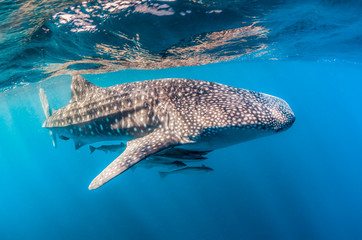 Whale Shark swimming in the wild, in crystal clear water