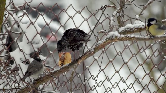 Starling eating an apple in winter season footage
