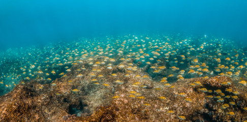 Naklejka na ściany i meble Schooling tropical fish around colorful coral reef