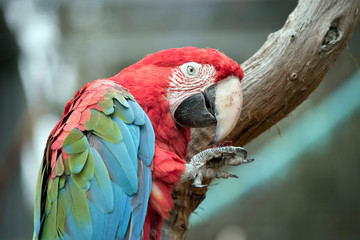 this is a side view of a red-and-green macaw