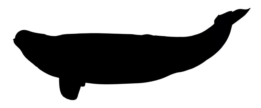 Silhouette eines Weißwals