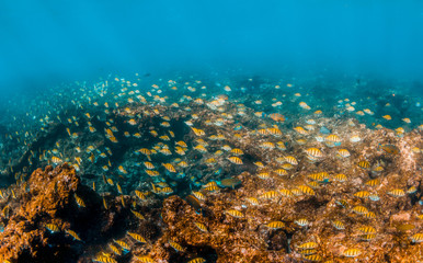 Naklejka na ściany i meble Schooling tropical fish around colorful coral reef
