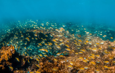 Schooling tropical fish around colorful coral reef