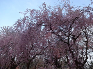 Naklejka premium Cherry Blossoms in Takada castle, Japan