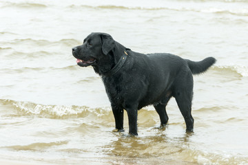 Black labradoe retriever is standing in water