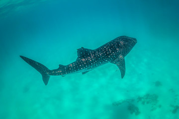 Whale shark swimming in the open ocean in the wild