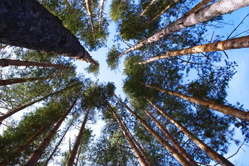 Pine trees in the forest against the sky. The scenery of the forest. Pine forest.