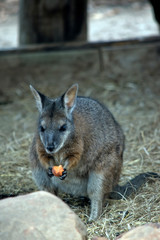 Naklejka na ściany i meble the tammar wallaby is eating a carrot