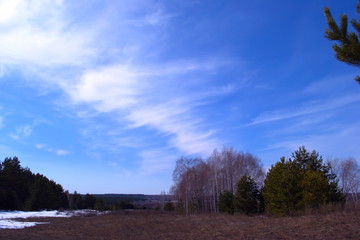 Obraz premium Pine trees in the forest against the sky. The scenery of the forest. Pine forest.
