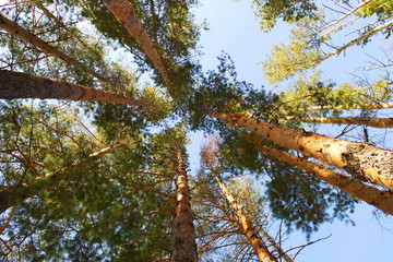 Pine trees in the forest against the sky. The scenery of the forest. Pine forest.