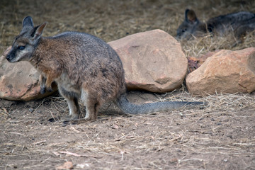this is a side view of a tammar  wallaby