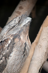 this is a side view of tawny frogmouth