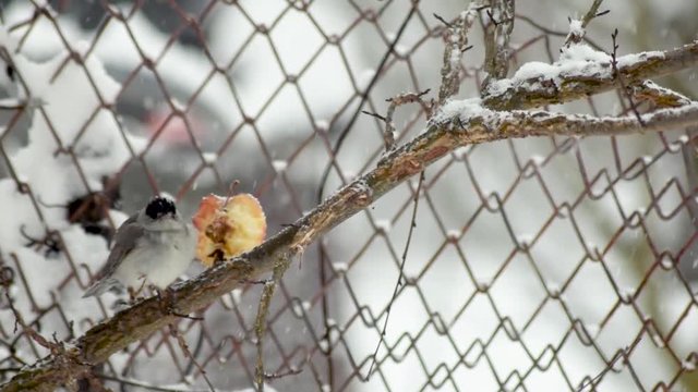 Sylvia bird eating an apple in winter season footage