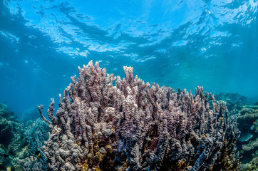 Naklejka na ściany i meble Colorful hard coral reef in clear blue water