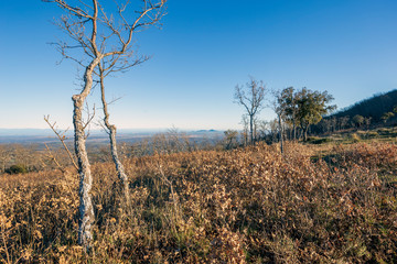 Encinas y  robles en el los Montres de Toledo. España. Europa.