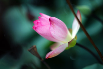 A beautiful pink lotus in the pond is about to bloom