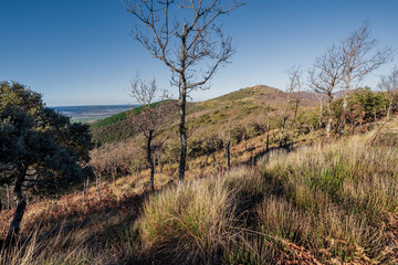 Arbutos y robles en el cerro de La Morra. Montres de Toledo. España. Europa.
