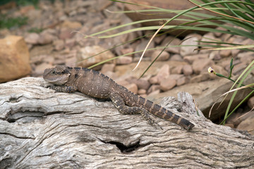 this is a side view of a water dragon lizard