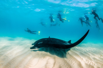Manta Ray swimming in the wild with people swimming and observing from the surface