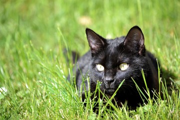 Portrait chat noir dans l'herbe