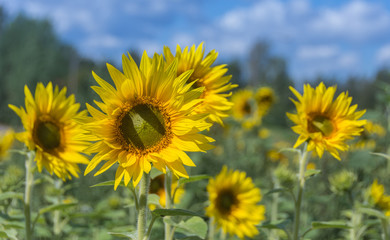 Yellow sunflowers blooming in the field in summer