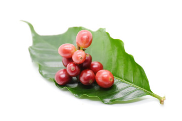 Coffee berries on leaf, White background.