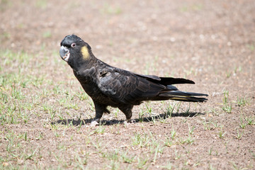 this is a side view of a yellow tailed black cockatoo