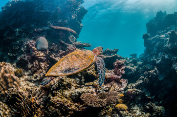Fototapeta na wymiar Green sea turtle swimming in the wild among beautiful coral reef