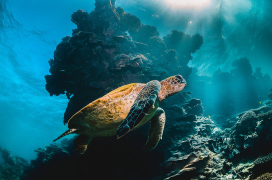 Green sea turtle swimming in the wild among beautiful coral reef