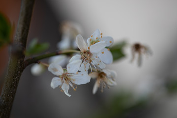 Kirschblüte, Kirschblütenfest, 2020