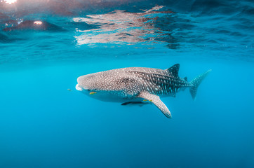 Beautiful large whale shark swimming in the clear blue open ocean